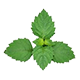Patchouli leaf icon